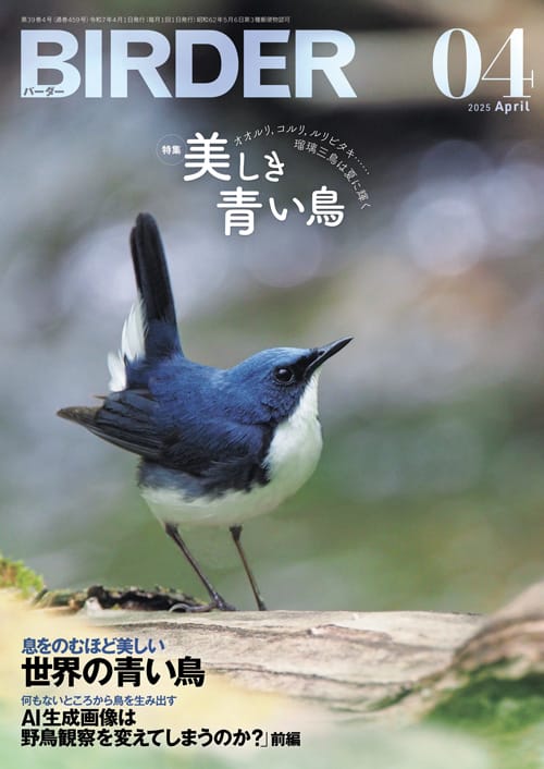 BIRDER 2025年4月号 美しき青い鳥 オオルリ、コルリ、ルリビタキ…… 瑠璃三鳥は夏に輝く