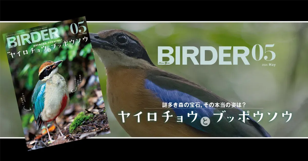 BIRDER5月号の見どころ