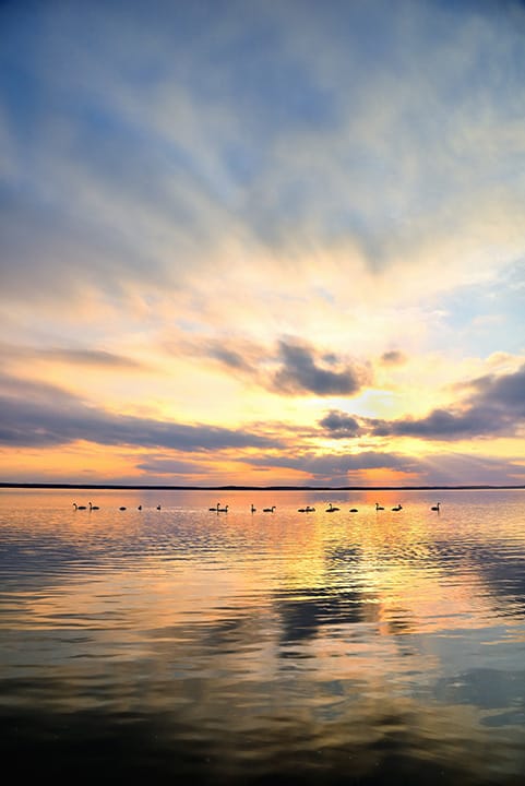 オオハクチョウの群れの写真。夕焼け空のオレンジから青のグラデーションと、それを写す水面が写っている。超望遠ではなく広角レンズ（24mm）で撮影されたもの