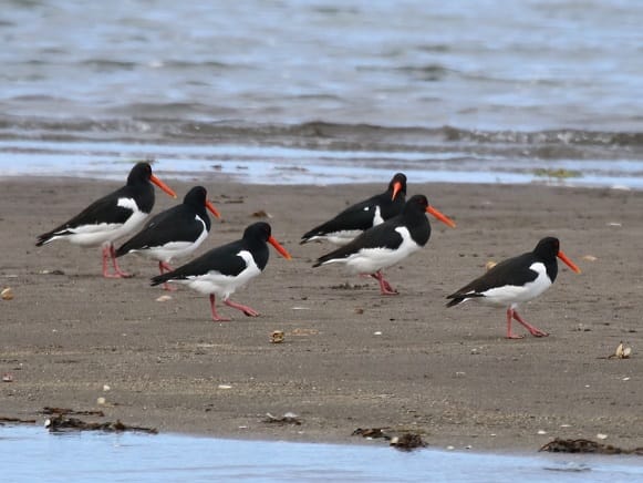 根室市春国岱原生野鳥公園ネイチャーセンター