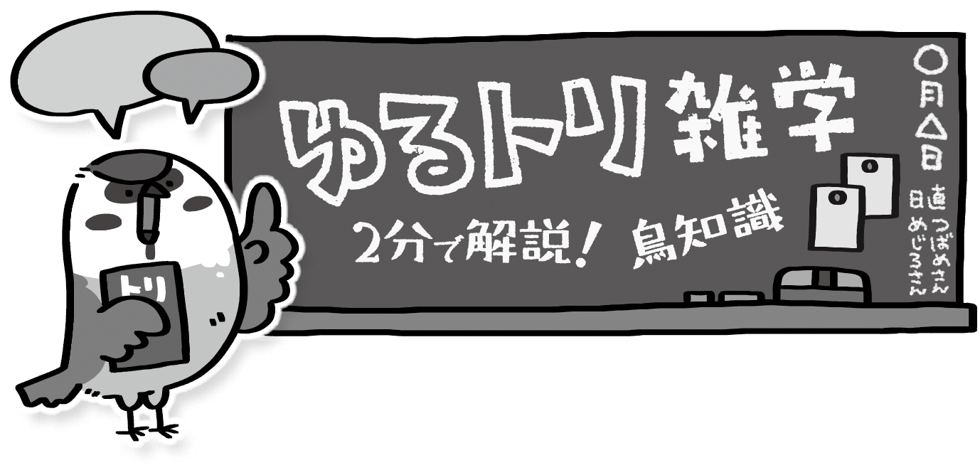 【BIRDER連載試し読み】　ゆるトリ雑学