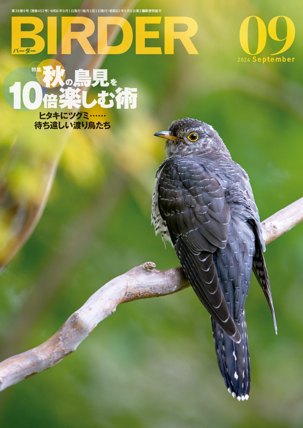 BIRDER(バーダー) 2024年9月号