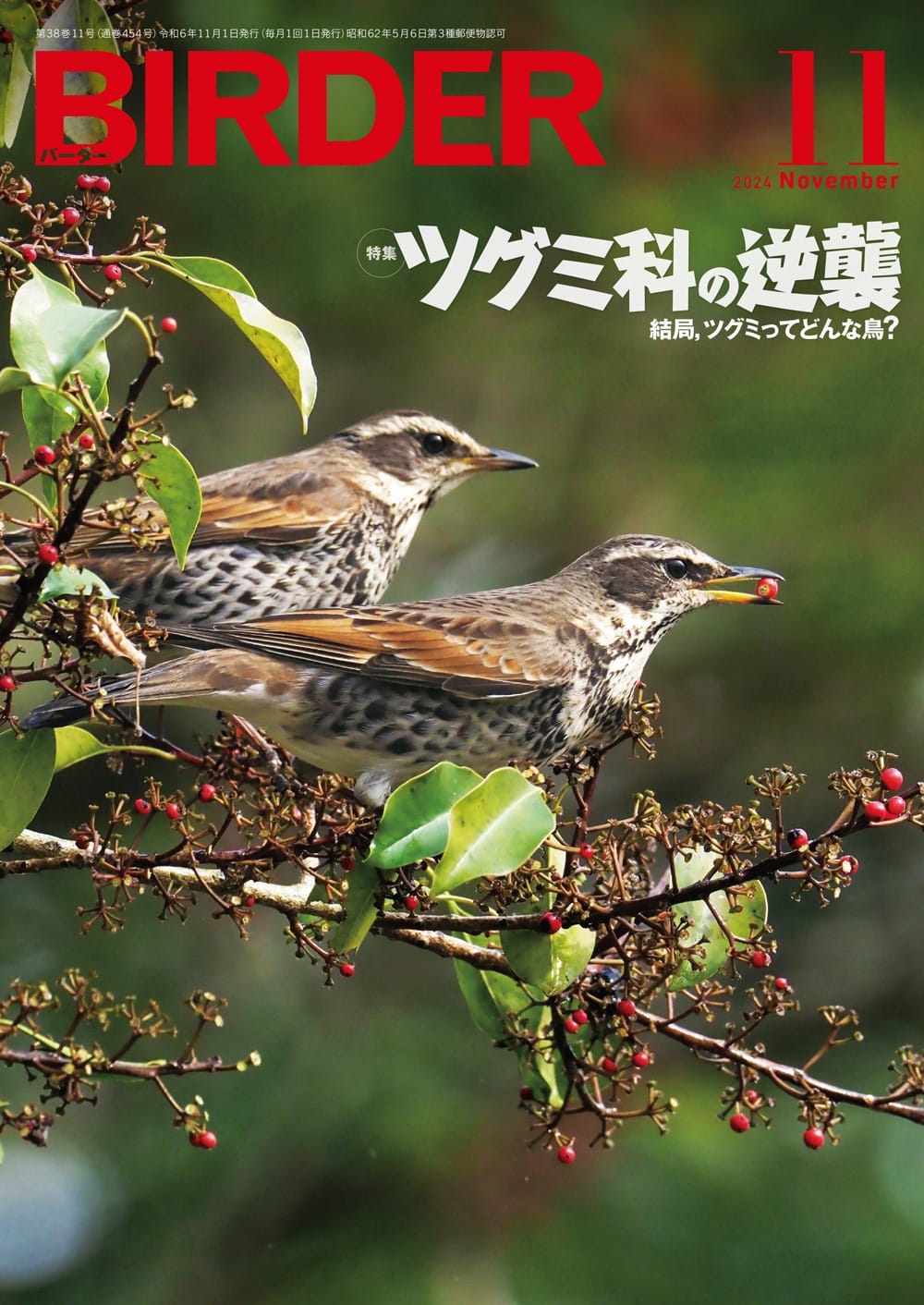 BIRDER(バーダー) 2024年11月号