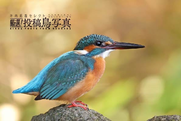 【叶内拓哉セレクト　厳選！投稿鳥写真】「紅葉と鳥」「色変わりの鳥」「夕日と鳥」作品募集